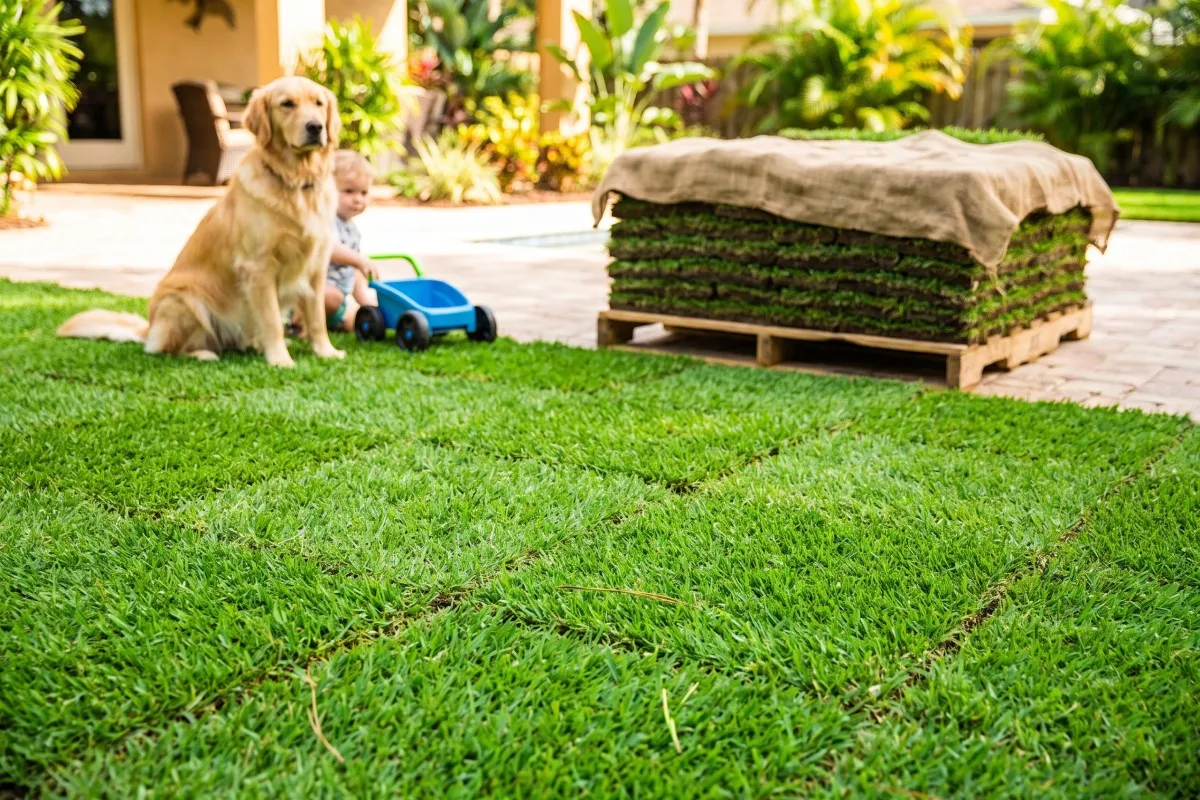A golden retriever and a toddler with a blue toy cart sit on newly laid sod beside a burlap-covered pallet of turf.