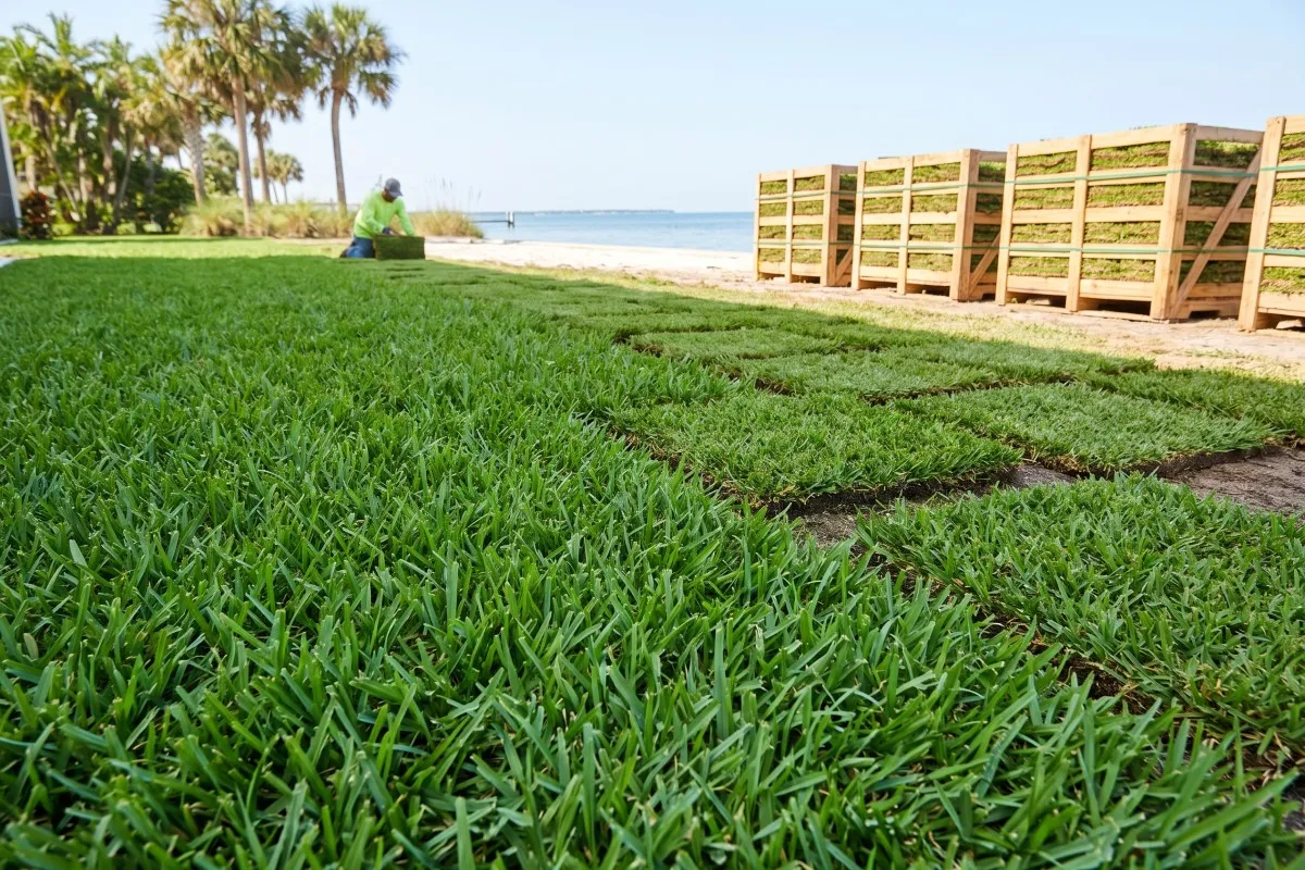 Fresh-cut squares of salt-tolerant sod stacked on a pallet for a coastal Tampa Bay install