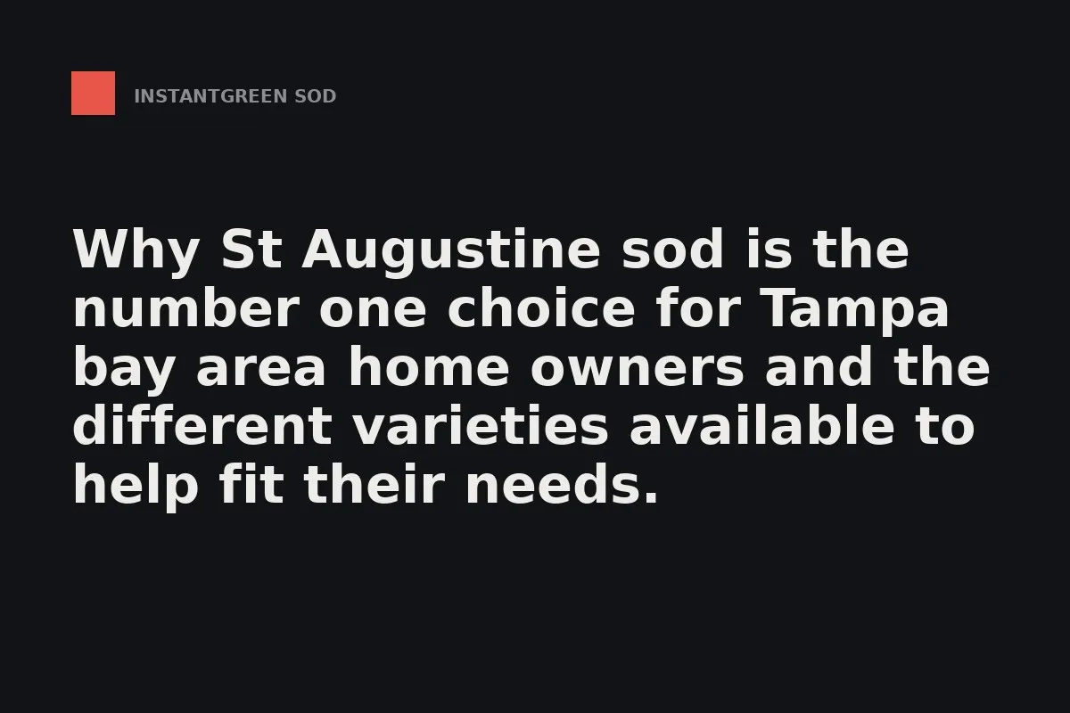 St. Augustine sod established in a Tampa Bay residential yard